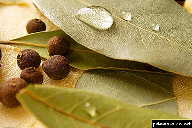 Application for bay leaf hair: benefit and harm, effect on the strands and effective mask recipes