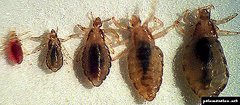 Lice and nits: incubation period, treatment (re-treatment time)