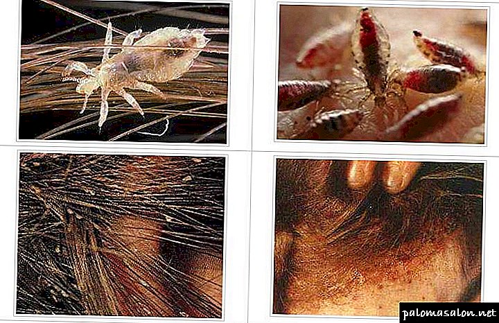 How the lice look on the head and how to get rid of this scourge