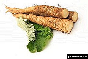 Burdock root: medicinal properties