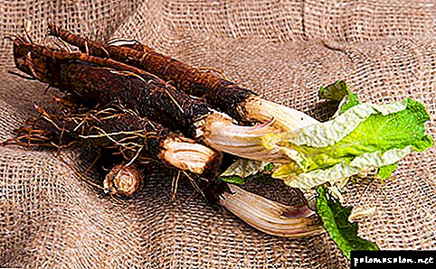 Decoction of burdock root for hair and other means based on it: try forgotten recipes