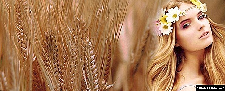 Wheat hair color: 5 dye options