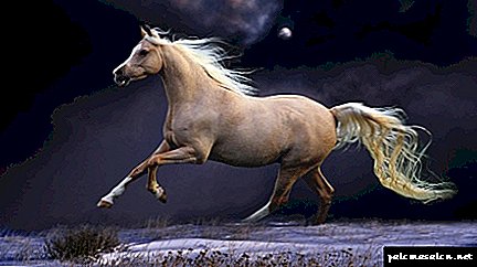 Shampoo - Cavalos-força