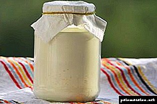 Mascarilla de crema agria: salvación para rizos secos y debilitados.