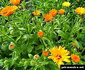 Universalpflanze für Haar - Ringelblume: nützliche Eigenschaften, Geheimnisse und Verwendungsmethoden